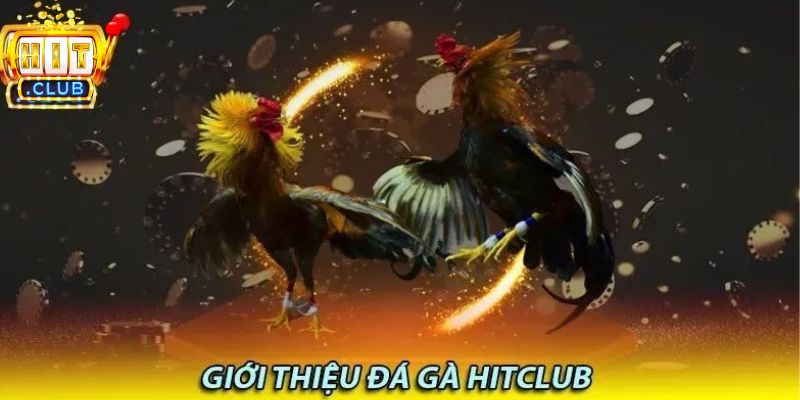Đôi nét về đá gà Hitclub